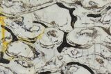 Polished Mesoproterozoic Stromatolite - Siberia #180083-1